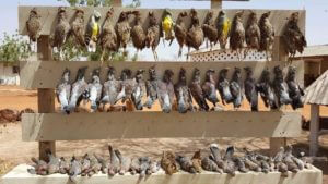 huntingpassion