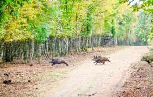 huntingpassion