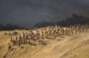 huntingpassion