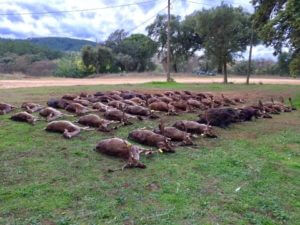 huntingpassion