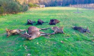 huntingpassion
