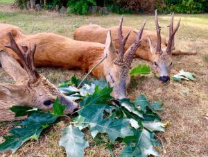 huntingpassion