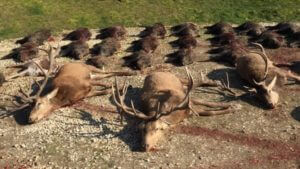 huntingpassion